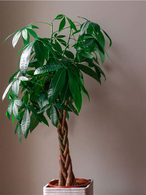 How to Care For Your Money Tree Plant (Full Care .